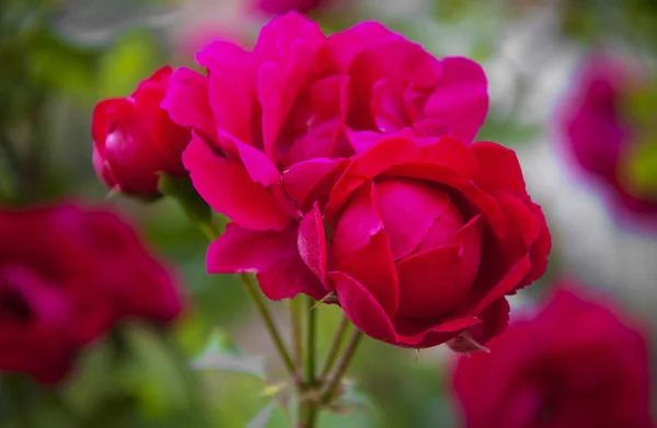 Rosas o jardim — Fotografia de Stock