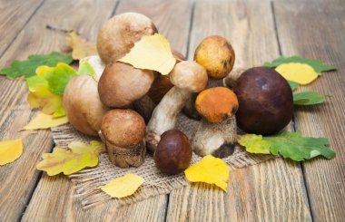 Bir çörek mantarı