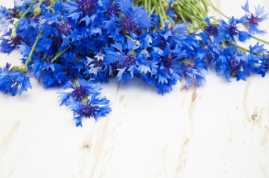 mavi bir peygamber çiçeği