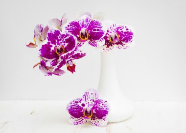 A Beautiful orchid