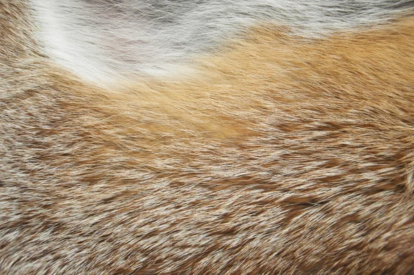 A fox fur — Stock Photo, Image