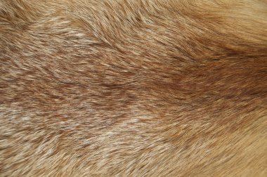 A fox fur clipart