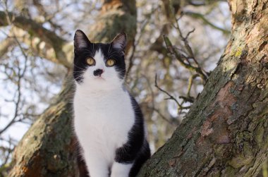 Ağaçtaki bir kedi etrafa bakıyor. Bahar geldi.