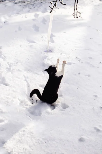 Schwarze Katze Schnee Garten — Stockfoto