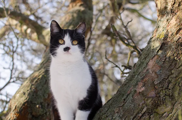 Gatto Albero Che Guarda Intorno Tempo Primaverile — Foto Stock