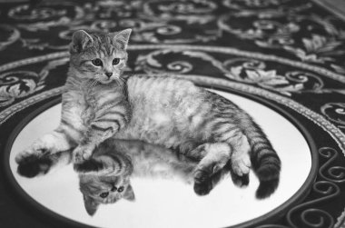 Gri tüylü, güzel kedi yavrusu, düz İskoç yetiştirin, cam aynada kalın, halı arka planında, kendine bir bakın.