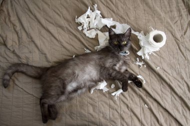 Funny kitten playing with the toilet paper on the blanket in the living room. Paper crumpled, torn clipart