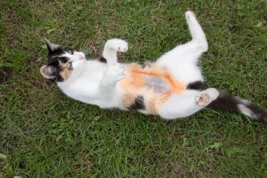 domestic cat lying in a meadow. after castration. belly detail. Green background. clipart