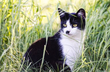 Baharda, bahçedeki çimlerin üzerinde siyah bir kedi var.