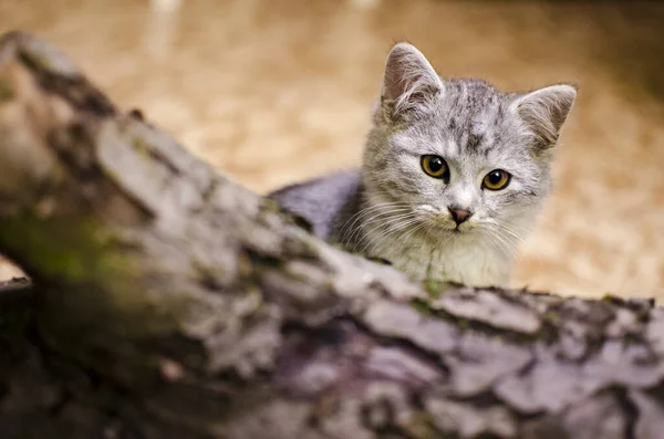 周りを見回す木の猫 春の時間 — ストック写真