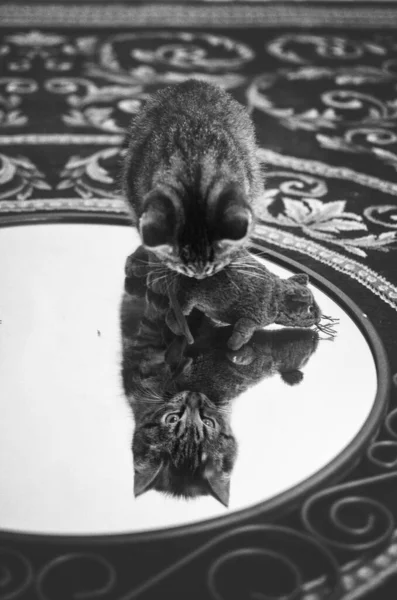 Пушистый Серый Красивый Котенок Породы Шотландской Прямой Остаться Стеклянном Зеркале — стоковое фото