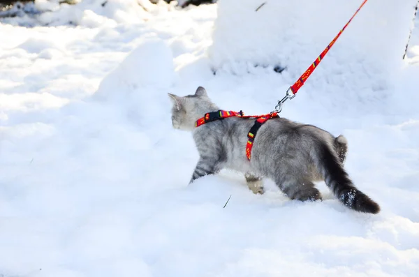 Mann Führt Katze Der Leine Winterzeit — Stockfoto