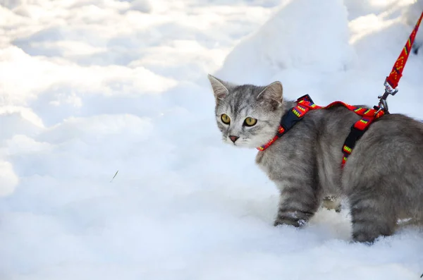 Man leads a cat on a leash. winter time