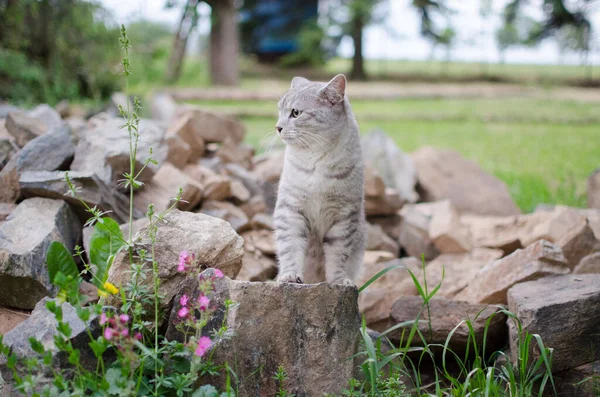 Katt Väntar Bland Stenar Trädgården Vår Tid — Stockfoto