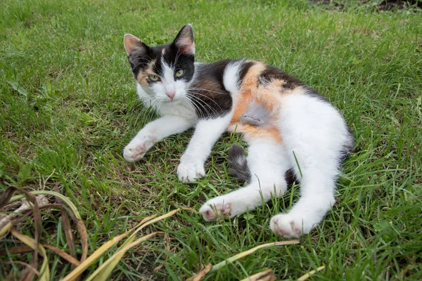 Gato Doméstico Deitado Prado Após Castração Detalhe Barriga Fundo Verde — Fotografia de Stock