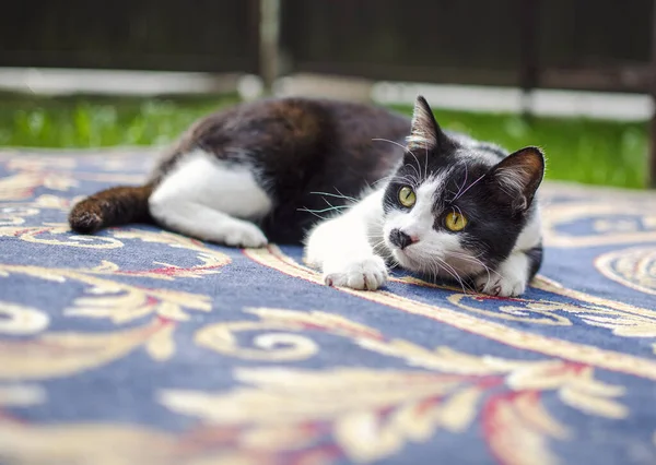 Lindo Gato Relaxante Cabeça Gato Dormindo Patas Deitadas Chão — Fotografia de Stock