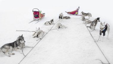 İri köpeklerle kayak yapmak, arka planda kar.,
