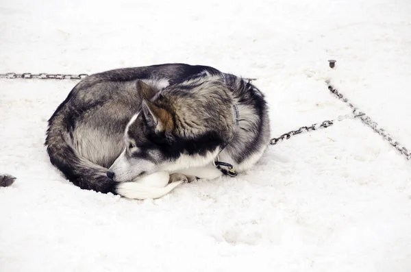 Slæde Med Husky Hunde Sne Backround - Stock-foto