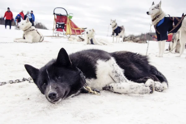 Schlittenfahren Mit Husky Hunden Schneehintergrund — Stockfoto