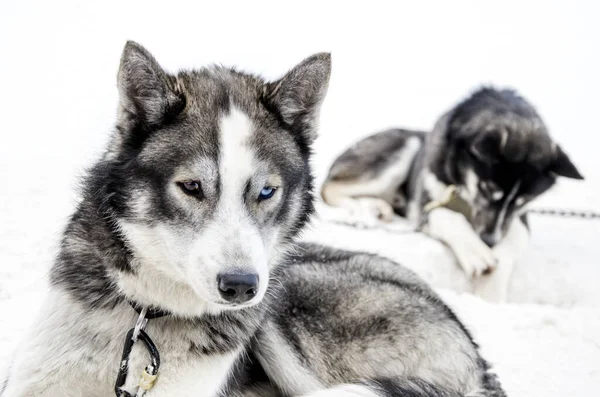 Schlittenfahren Mit Husky Hunden Schneehintergrund — Stockfoto