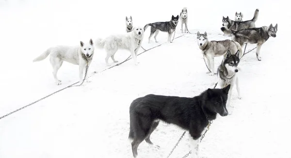 Schlittenfahren Mit Husky Hunden Schneehintergrund — Stockfoto