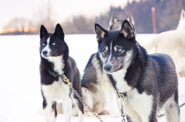Schlittenfahren Mit Husky Hunden Schneehintergrund — Stockfoto