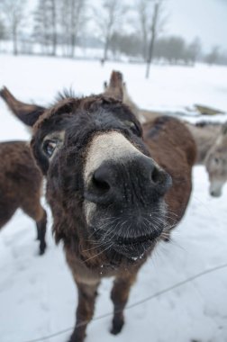 Bir eşek kafası ve karla kaplı bir arka plan, yakın plan.