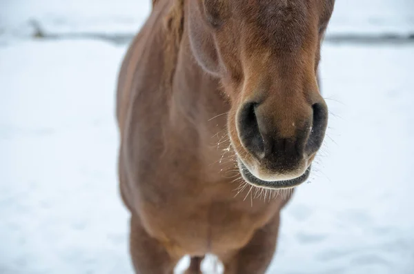 Detail Der Nase Eines Pferdes Hintergrund Weißer Schnee Winterzeit — Stockfoto