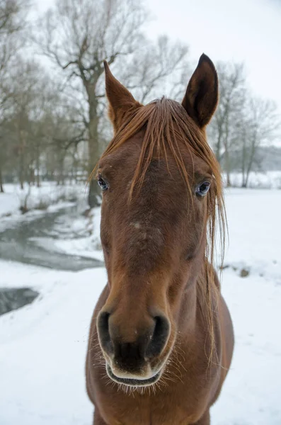 Porträt Von Pferd Auf Weißem Winter Vereist Schneebedeckten Hintergrund Isoliert — Stockfoto