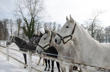  Yeşil arka plandaki at, Pico adasında ilkbahar zamanı izole edilmiş.