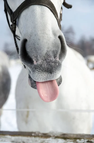 Pferd Auf Grünem Hintergrund Isoliert Frühling Auf Der Insel Pico — Stockfoto