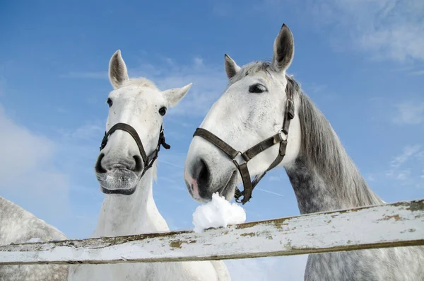 Häst Grön Bakgrund Isolerad Vår Tid Pico — Stockfoto