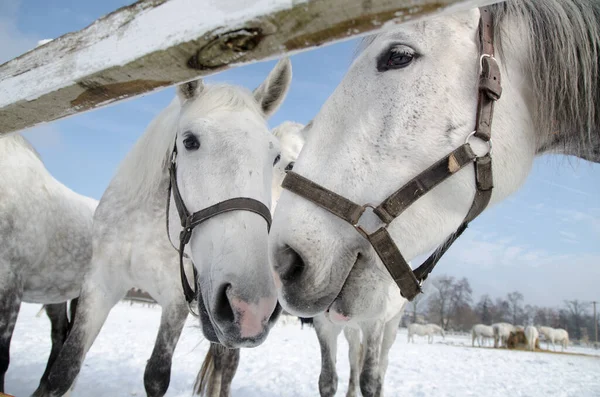 Pferd Auf Grünem Hintergrund Isoliert Frühling Auf Der Insel Pico — Stockfoto