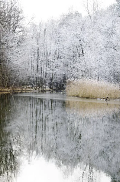 Foresty winter lake or pond in the woods. Trees reflections. Snow covered woods background. Tall trees, firs in woods stand under deep layer of snow in winter.