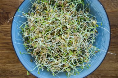 Arka planda taze mercimek ve turp filizleri var.