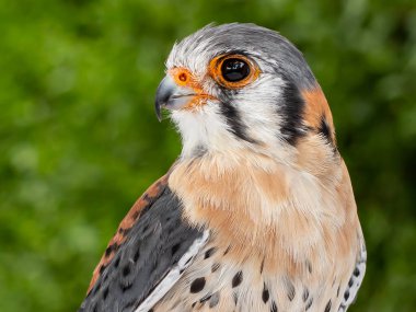 Sola bakan yeşil bir arka planda bir erkek Amerikan kerkenezinin (Falco sparverius) başı