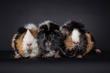 Üç farklı renkte yerli, uzun saçlı kobay (Cavia Porcellus) bir sırada oturur ve siyah arka planda izole edilmiş kameraya bakar.