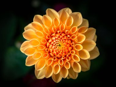 Sarı turuncu Dahlia çiçeğinin üst görüntüsü koyu yeşil bokeh arkaplanlı.