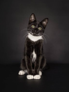 Beyaz yakalı, beyaz ayaklı, beyaz ayaklı, siyah arka planda izole bir şekilde kameraya meraklı, siyah ve beyaz ev kedisi şirin oturuyor..