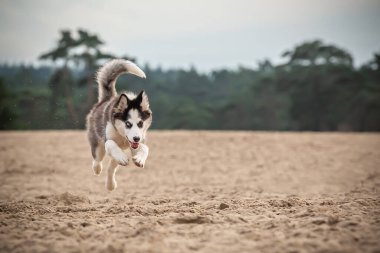 Yakışıklı Yakutian Laika köpek yavrusu, garip gözlü ve siyah maskeli. Kumda zıpla, yüzünü öne dön.