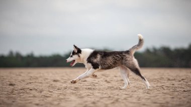 Yakışıklı Yakutian Laika köpek yavrusu, garip gözlü ve siyah maskeli. Kumda koşuyor, yandan görünüyor..