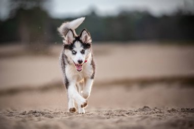 Yakışıklı Yakutian Laika köpek yavrusu, garip gözlü ve siyah maskeli. Kumda yürüyorum, yüzüm önde..