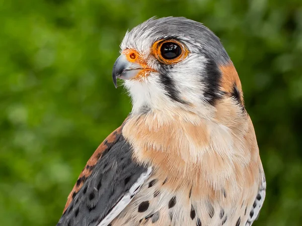 Cabeça Macho Americano Kestrel Falcão Falco Sparverius Fundo Verde Olhando — Fotografia de Stock