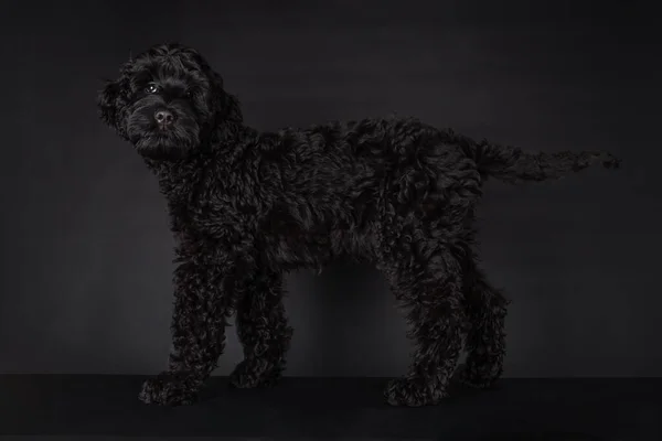 Tatlı, meraklı köpek yavrusu siyah Labradoodle veya Cobberdog, büyük kahverengi gözleriyle kameraya bakıp duruyor. Siyah bir arkaplanda izole edilmiş.