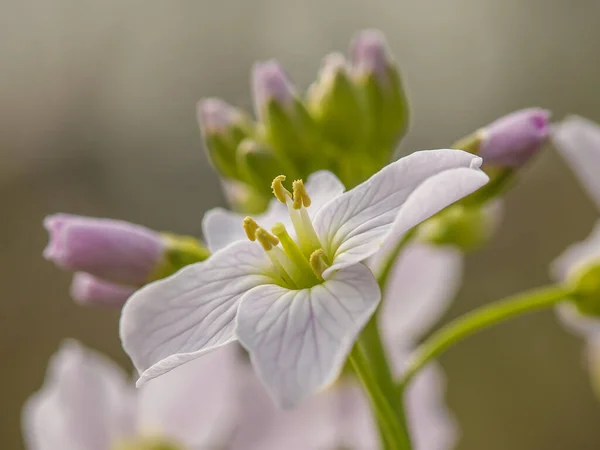 Яка Рожева Квітка Зозулі Cardamine Stuensis Яким Зеленим Фоном Боке — стокове фото