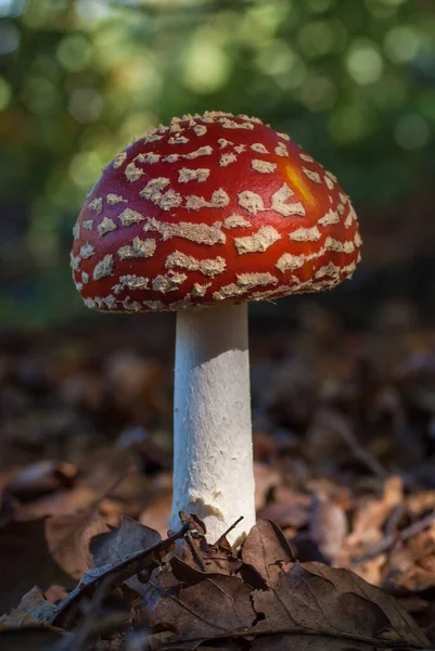 Начать Фазу Мухи Агарический Amanita Muscaria Гриб Лесу Между Листьями — стоковое фото