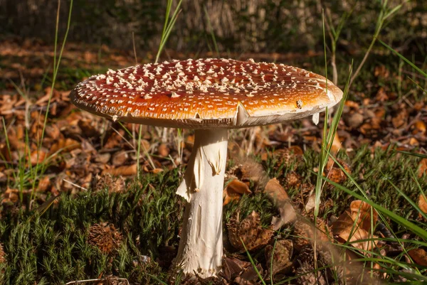 Mosca Agárica Amanita Muscaria Cogumelo Uma Forrest Entre Nozes Faia — Fotografia de Stock