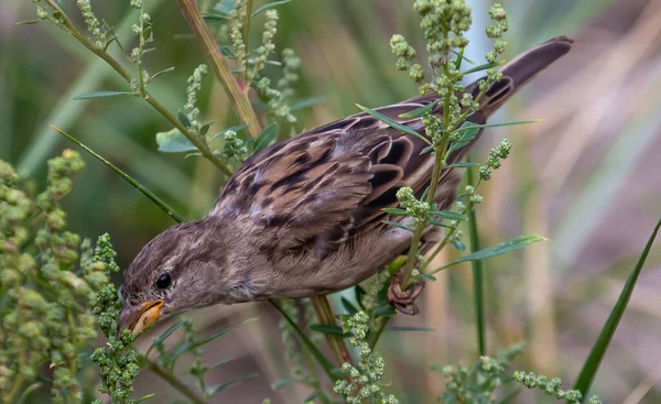 Little Brown Female House Sparrow Passer Domesticus Eating Seeds Saltbush — Stock Photo, Image