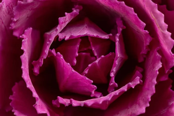 Frame filling pink interior roset heart of a ornamental cabbage (Brassica oleracea) for use in a flower bouquet