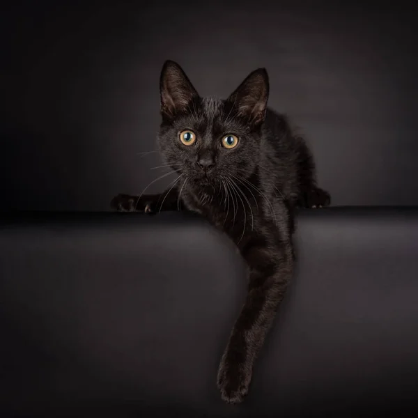 Sevimli siyah kedi yavrusu, bir pençesi kenardan sarkıyor ve kameraya yoğun bakıyor. Siyah bir arkaplanda izole edilmiş.